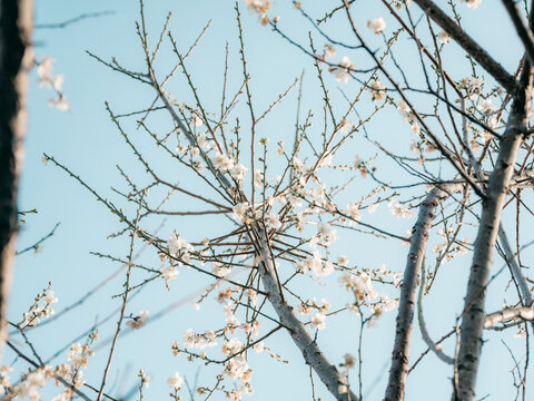 梅花开了