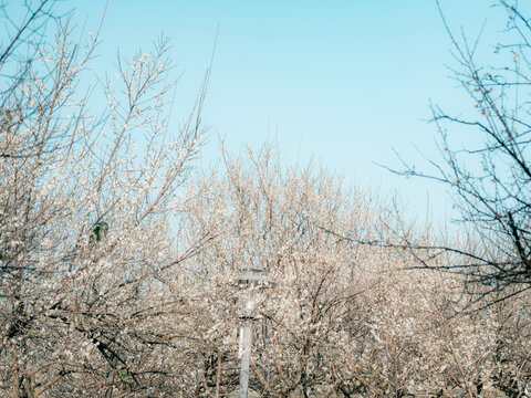 梅花开了