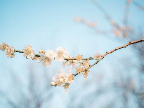 梅花开了