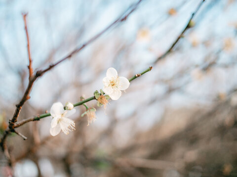 梅花开了