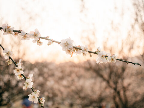 梅花开了