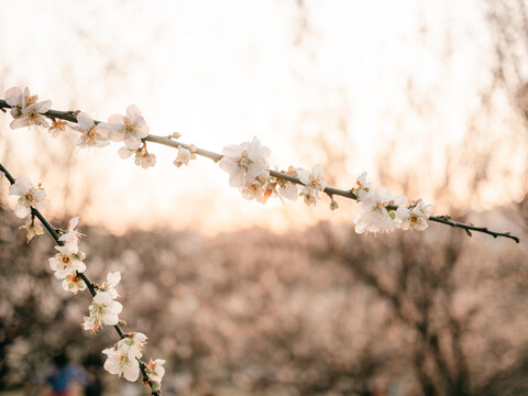 梅花开了