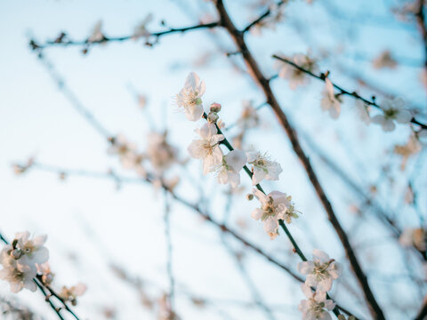 梅花开了