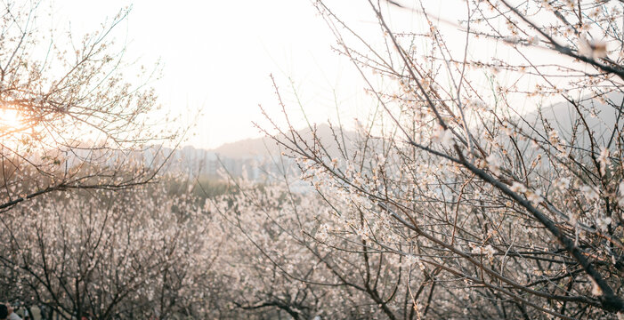 梅花开了