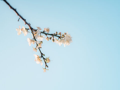 梅花开了