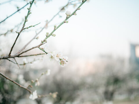 梅花梅花开了