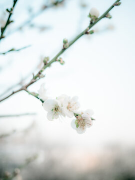梅花开了