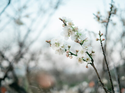 梅花开了花卉特写
