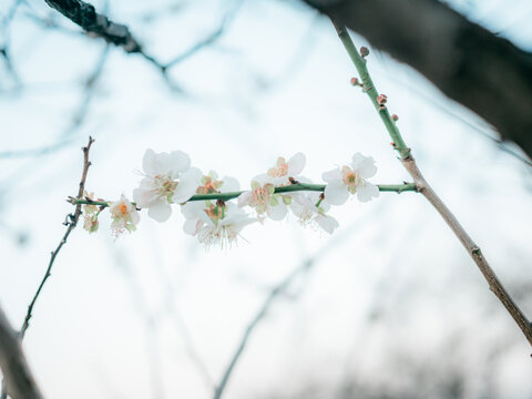 梅花开了花卉特写