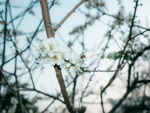 梅花开了花卉特写