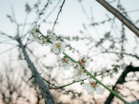 梅花开了花卉特写
