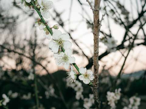 梅花开了花卉特写