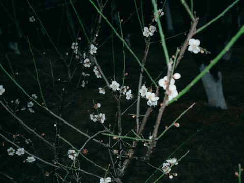 梅花开了