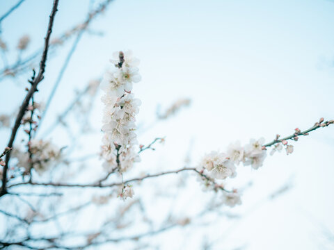 梅花开了