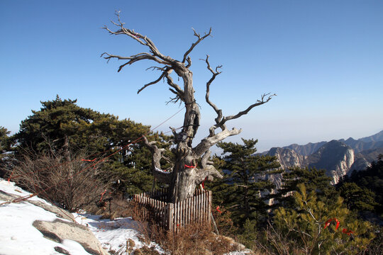 华山松柏