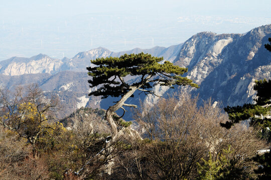 华山松
