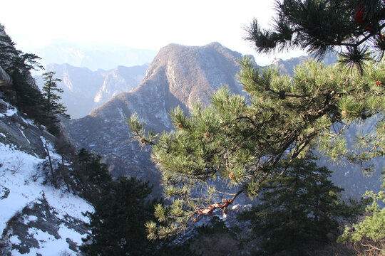 华山松柏