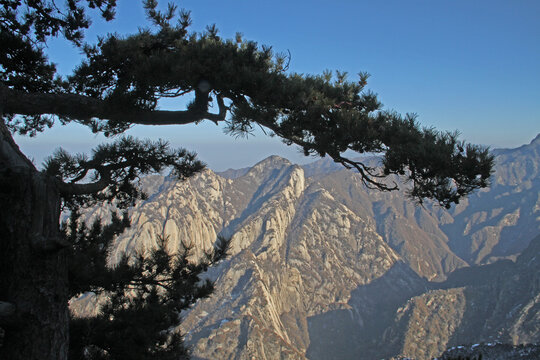 华山松