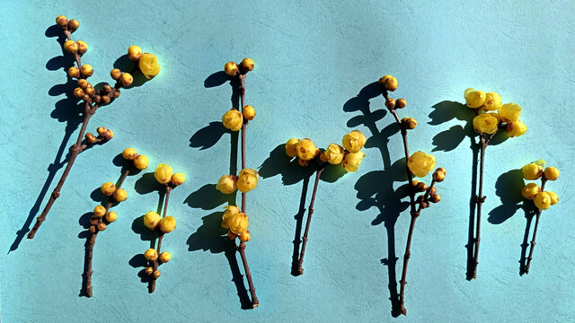 腊梅花枝条盛开的腊梅含苞待放的腊梅花