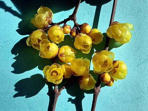 两支腊梅花