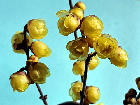 两支腊梅花
