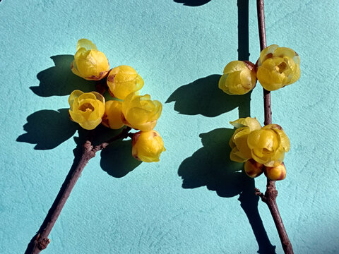 两支腊梅花