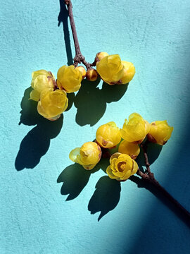两支腊梅花