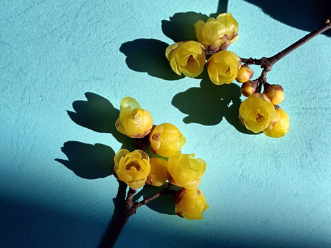 两支腊梅花