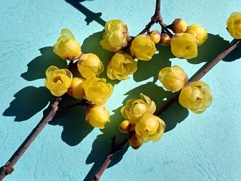 两支腊梅花