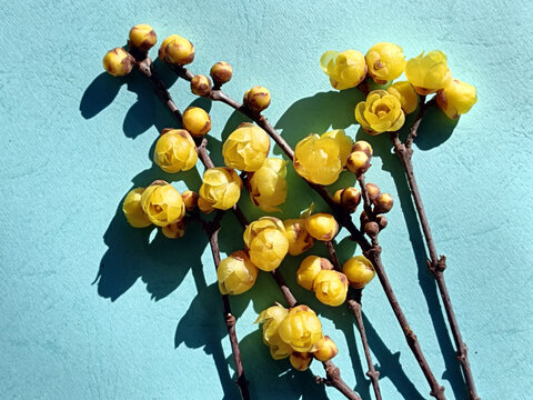 盛开的腊梅花