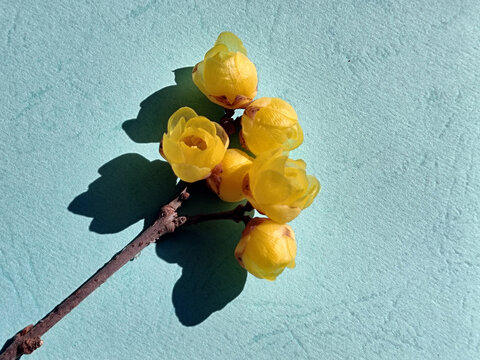 一支腊梅