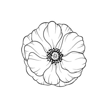 银莲花线稿