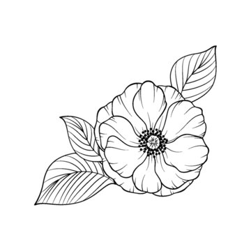 盛开的花朵