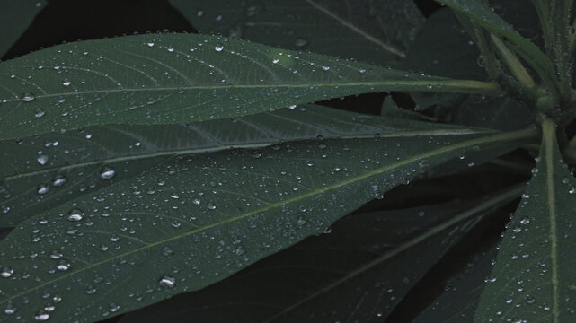 雨后绿叶