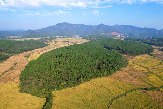 湿地松树林