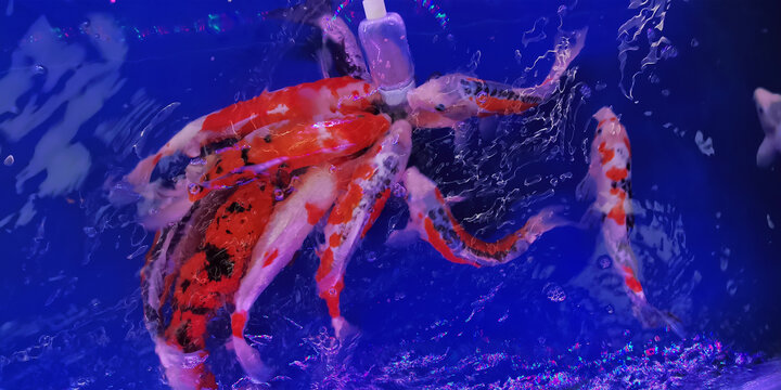 金鱼锦鲤