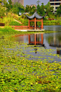 湿地公园景观
