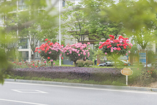 月季大道
