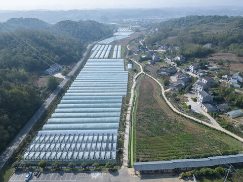 宜都洋津畈村蔬菜大棚