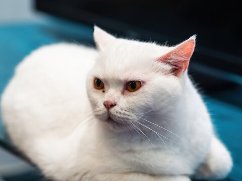 白色波斯猫