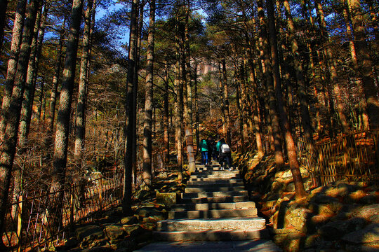 黄山山顶松林