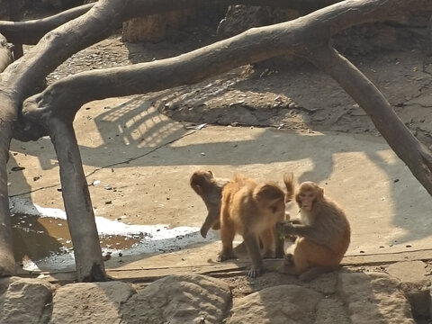 猴子