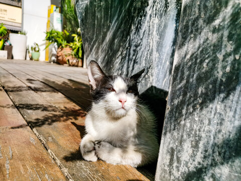 犯困的猫