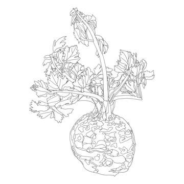 根芹