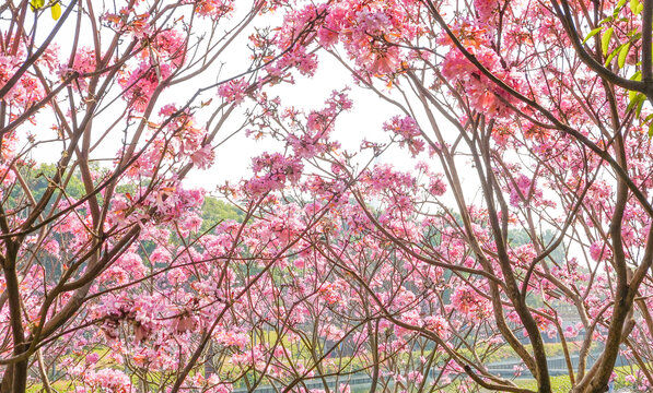 深圳旅游后海中心河公园冬天盛开的鲜花