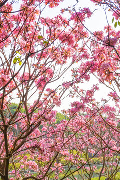 深圳旅游冬天盛开的鲜花