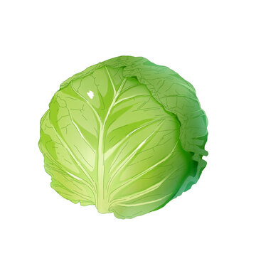荆包菜