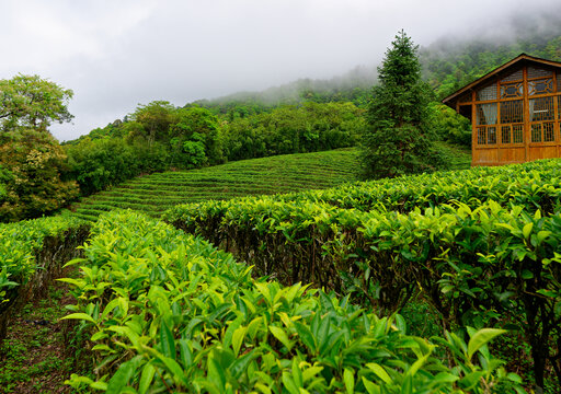 高山茶园
