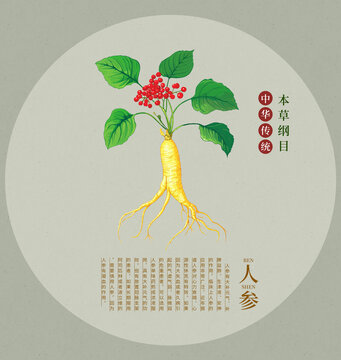 人参手绘插画中草药