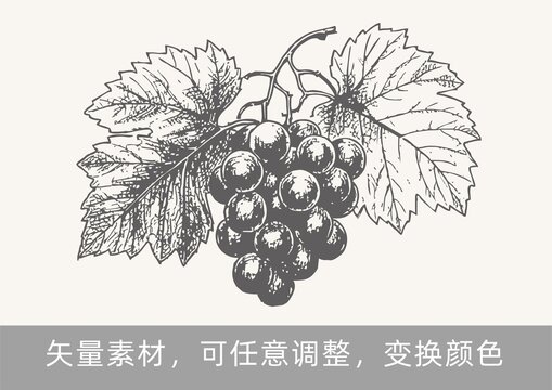 葡萄